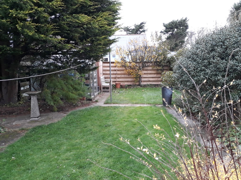 Lawn between concrete pathways and large cyprus tree