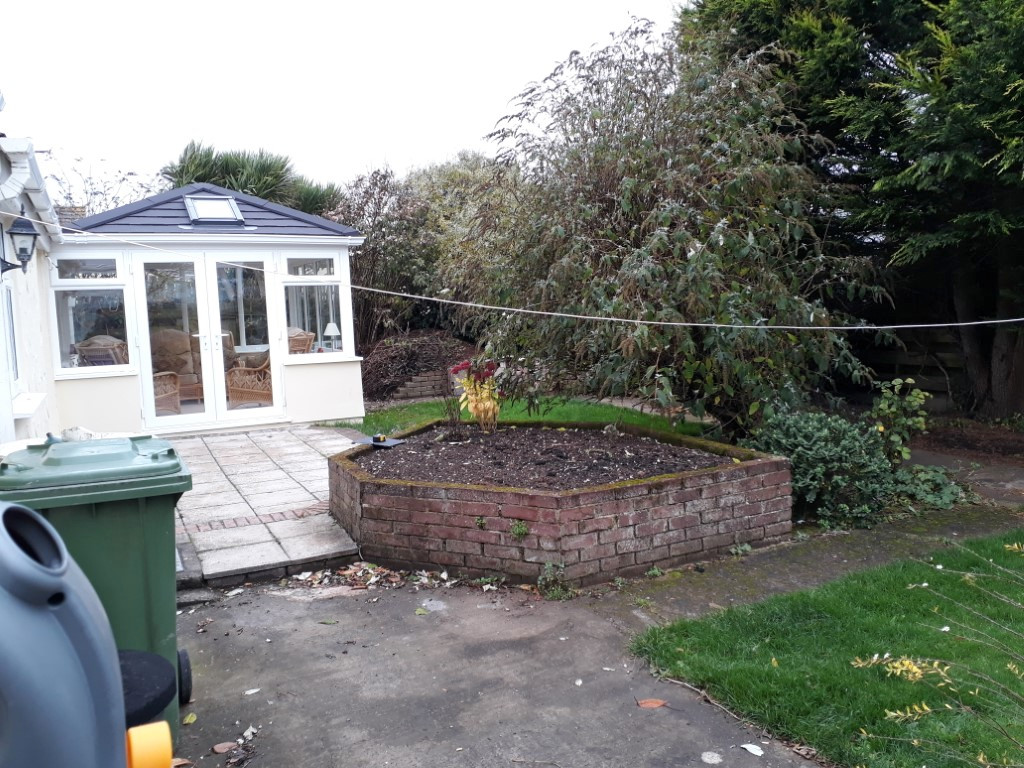 Overgrown garden with raised bed and cyprus tree